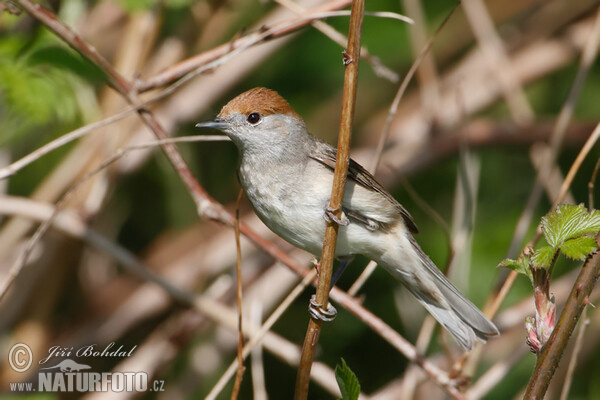 Blackcap (Sylvia atricapilla)