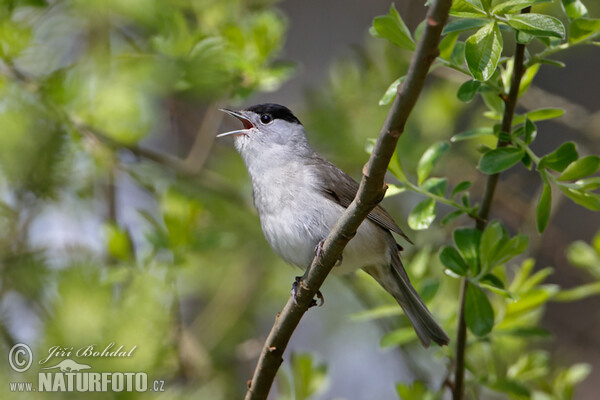 Blackcap (Sylvia atricapilla)