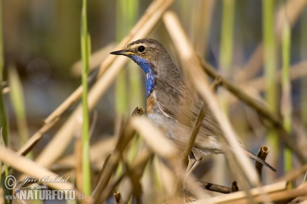 Blauwborst