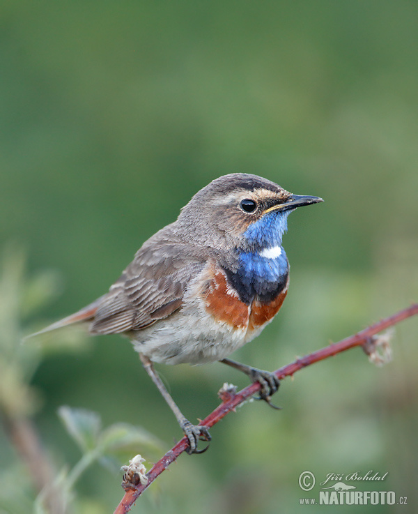 Blauwborst