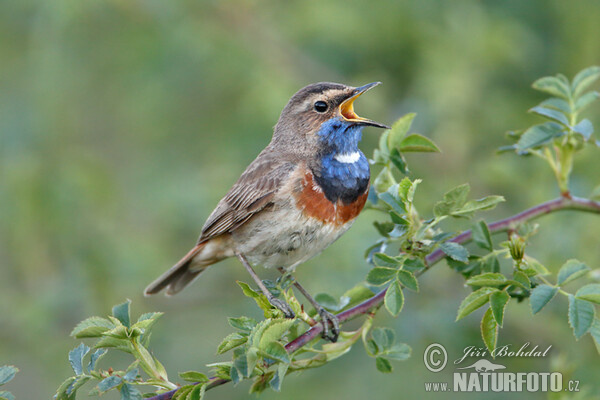 Blauwborst