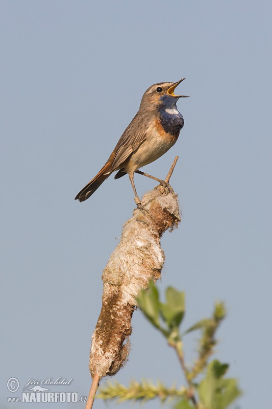 Blauwborst