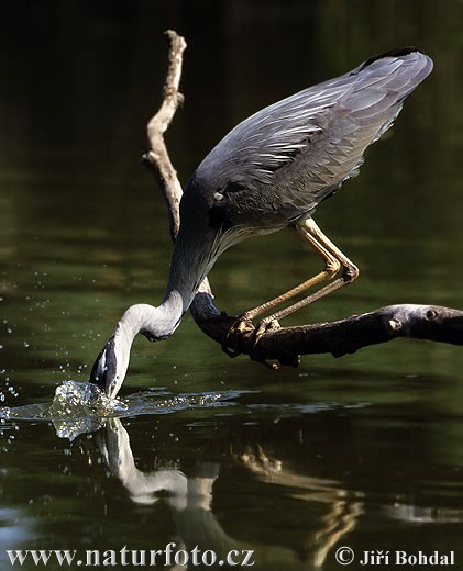 Blauwe reiger