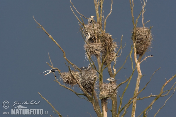 Blauwe reiger