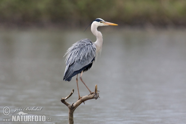 Blauwe reiger