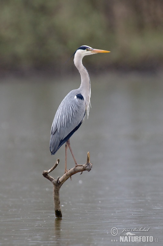 Blauwe reiger