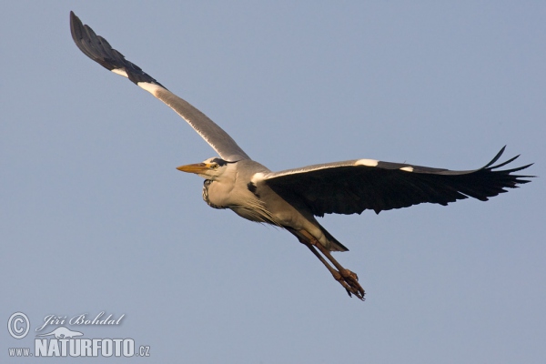 Blauwe reiger