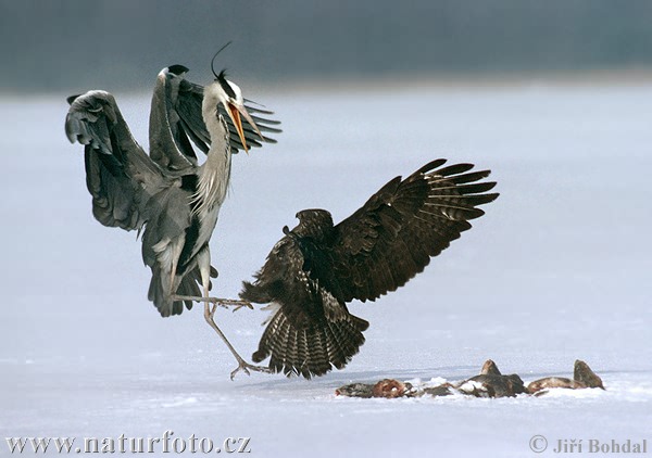 Blauwe reiger