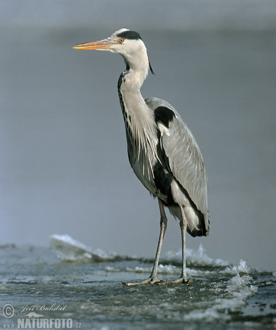 Blauwe reiger