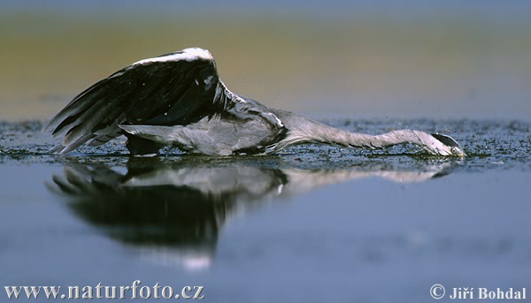 Blauwe reiger