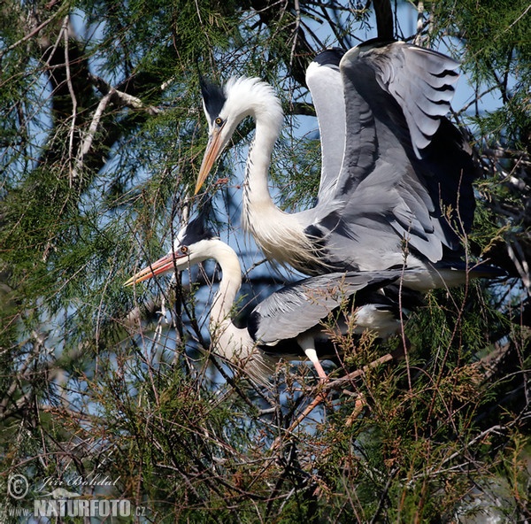 Blauwe reiger