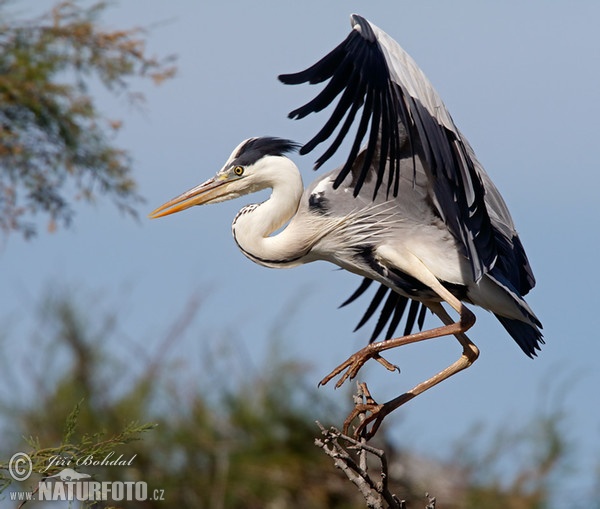 Blauwe reiger