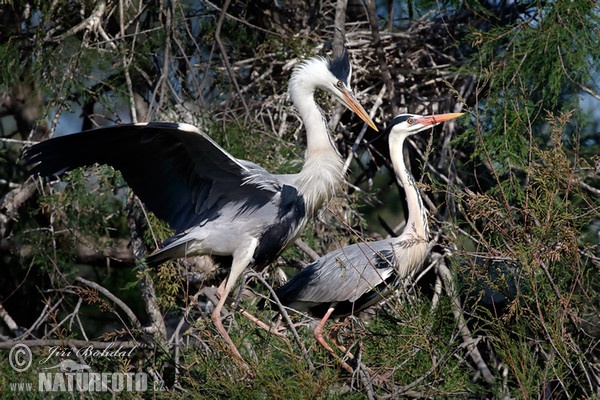 Blauwe reiger