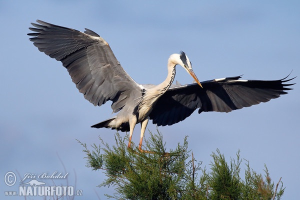 Blauwe reiger