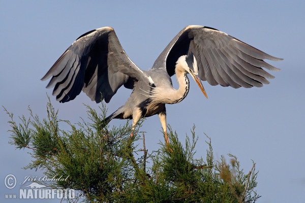 Blauwe reiger