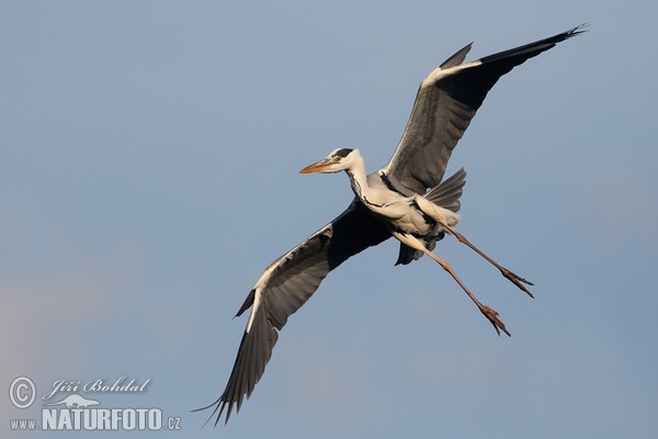 Blauwe reiger