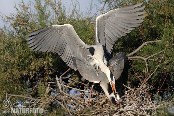 Blauwe reiger