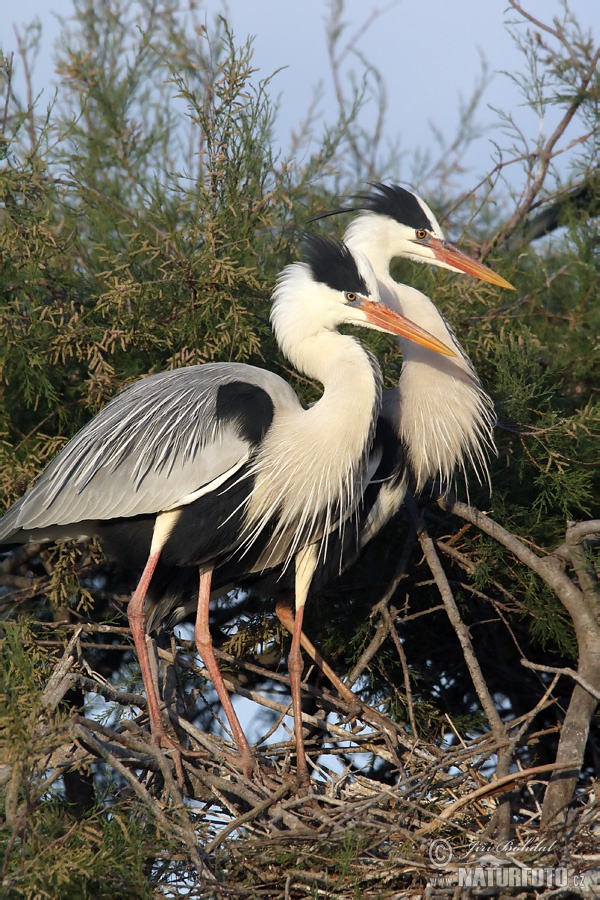 Blauwe reiger