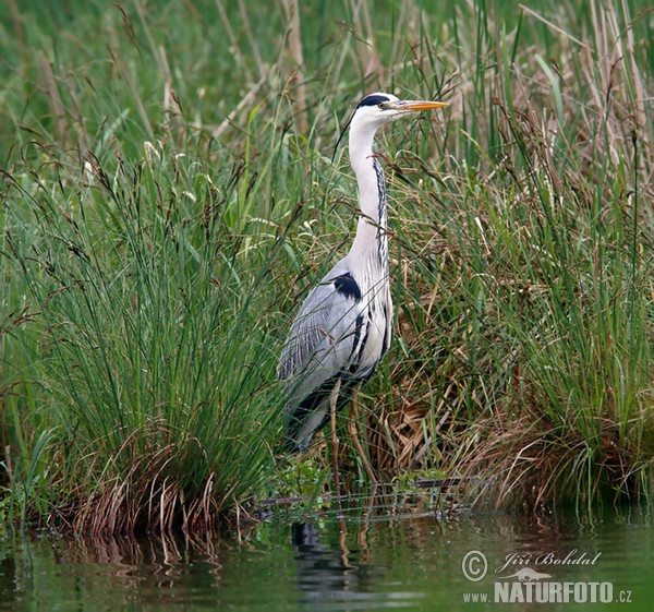 Blauwe reiger