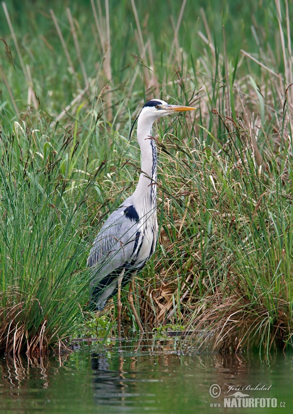 Blauwe reiger