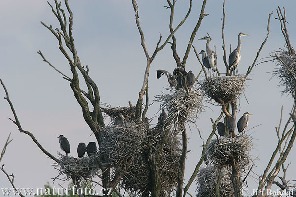 Blauwe reiger