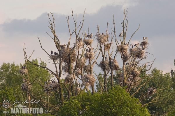 Blauwe reiger