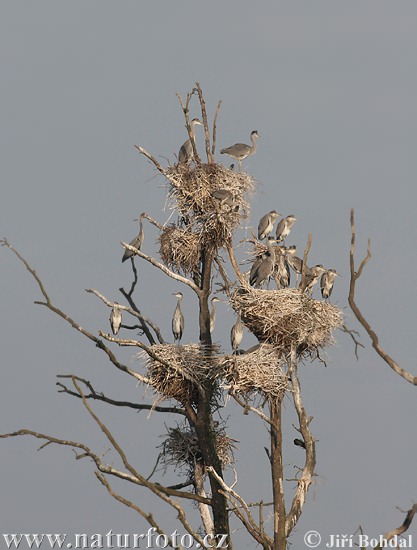 Blauwe reiger