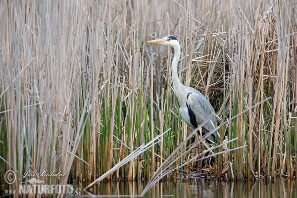 Blauwe reiger