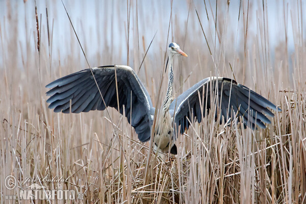 Blauwe reiger