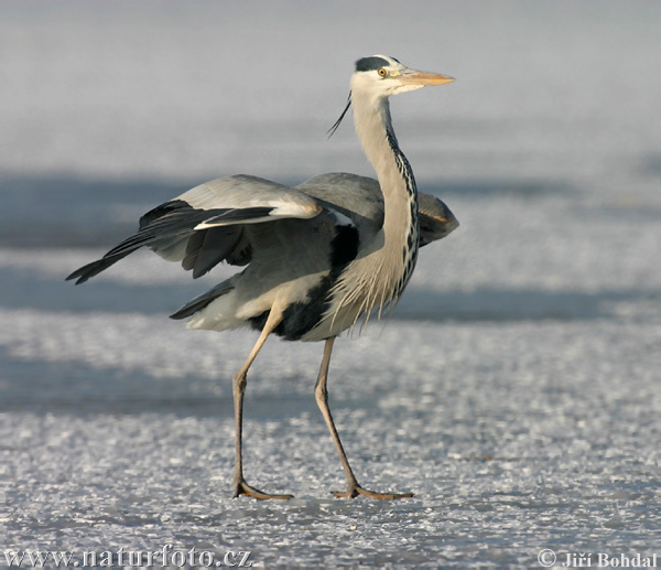 Blauwe reiger