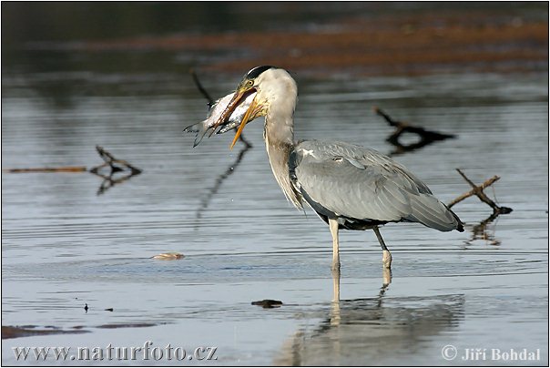 Blauwe reiger