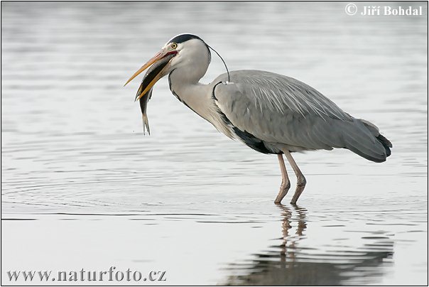 Blauwe reiger