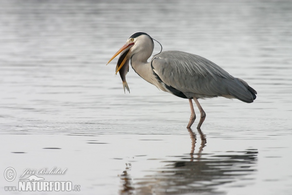 Blauwe reiger