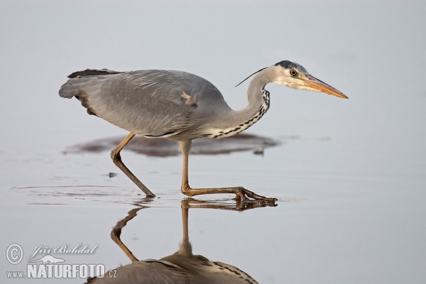 Blauwe reiger