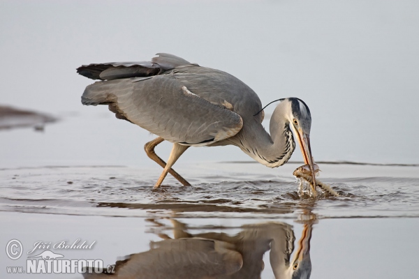 Blauwe reiger