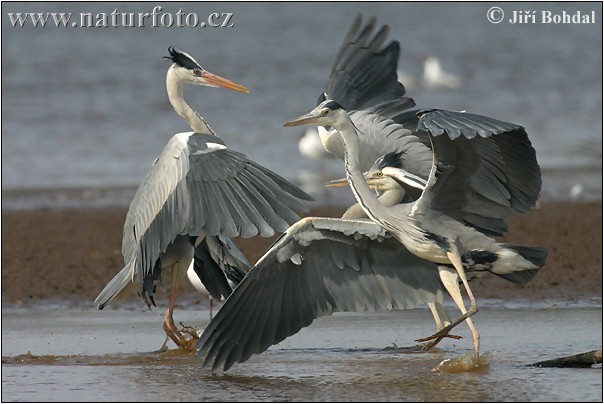 Blauwe reiger