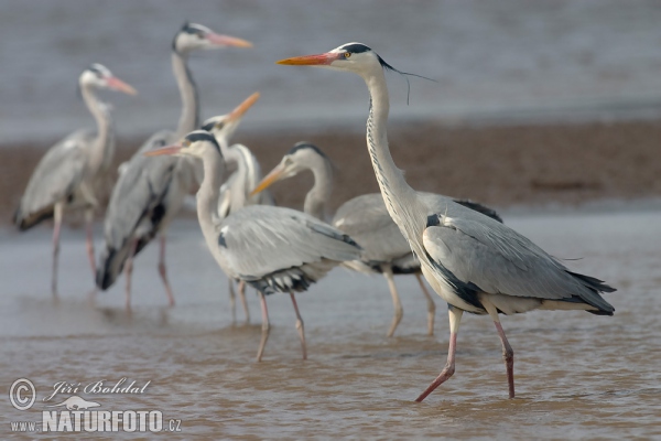 Blauwe reiger