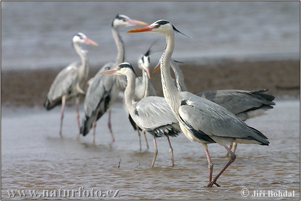 Blauwe reiger