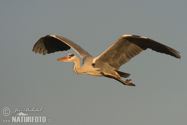 Blauwe reiger