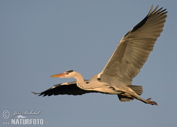 Blauwe reiger