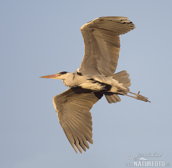 Blauwe reiger