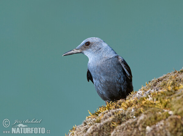 Blauwe rotslijster