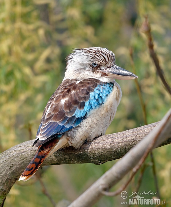 Blauwvleugelkookaburra