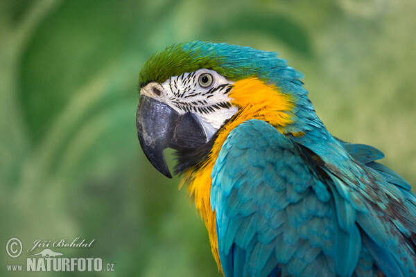 Blue-and-yellow Macaw (Ara ararauna)