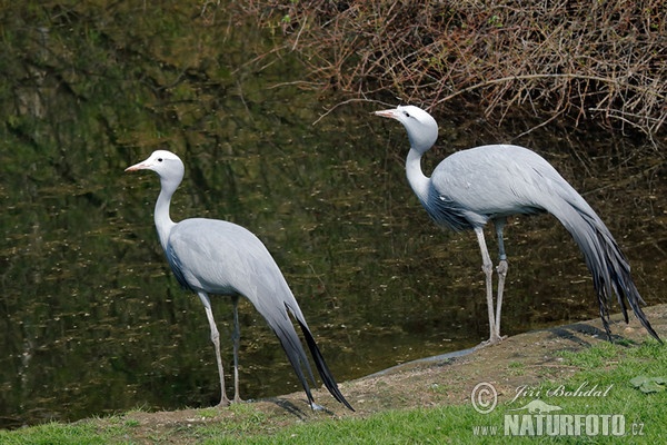 Blue Crane (Anthropoides paradisea)