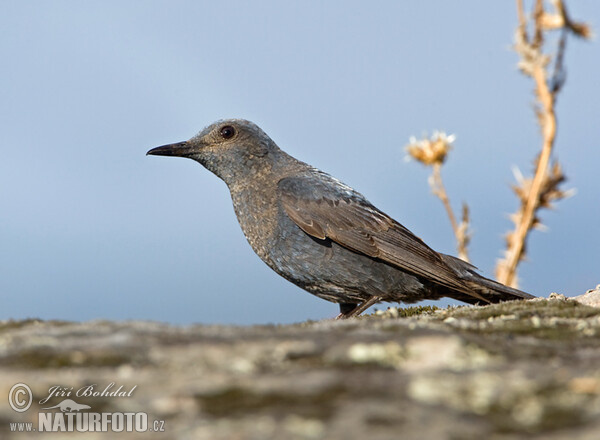 Blue Rock Thrush (Monticola solitarius)