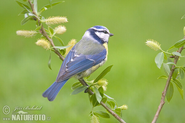 Blue Tit (Cyanistes caeruleus)