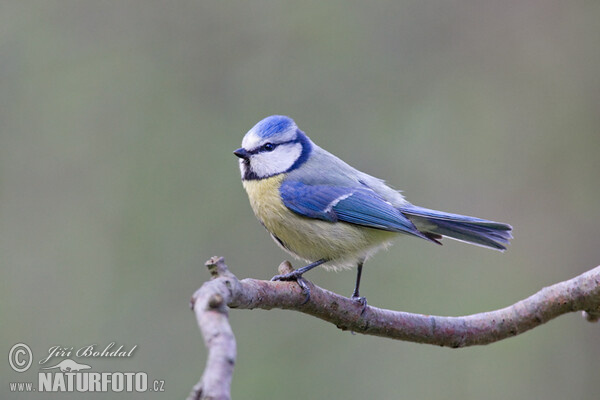 Blue Tit (Cyanistes caeruleus)