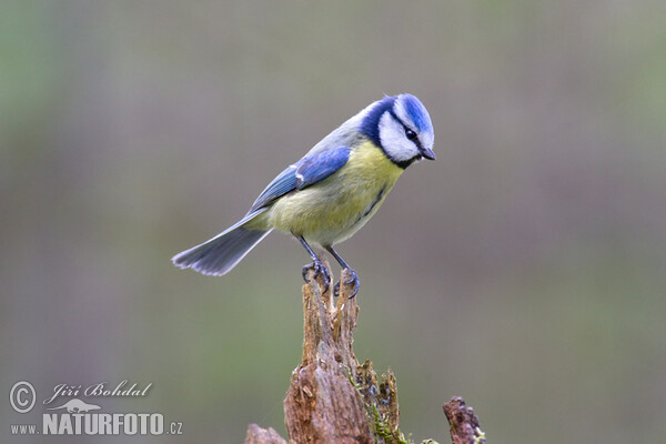 Blue Tit (Cyanistes caeruleus)