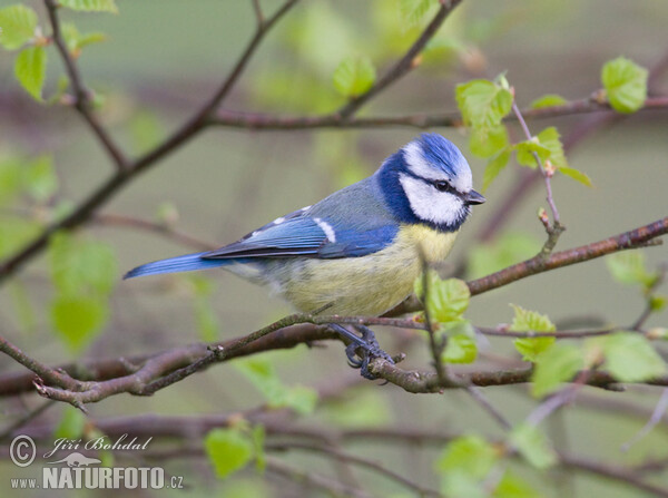 Blue Tit (Cyanistes caeruleus)